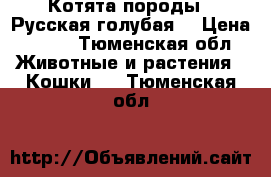 Котята породы “ Русская голубая“ › Цена ­ 500 - Тюменская обл. Животные и растения » Кошки   . Тюменская обл.